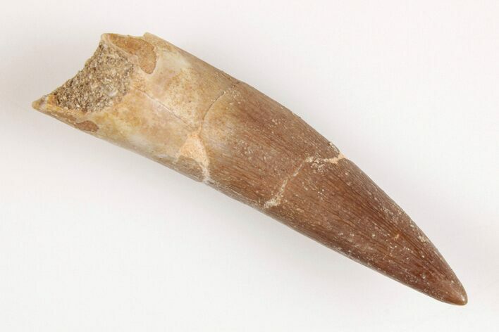Fossil Plesiosaur (Zarafasaura) Tooth - Morocco #202015